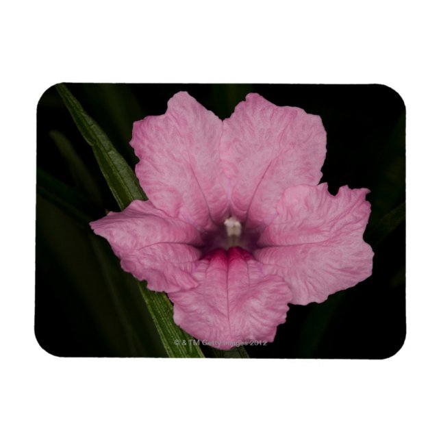 Pink Mexican Petunia  (Ruellia Brittoniana or Magnet (Horizontal)