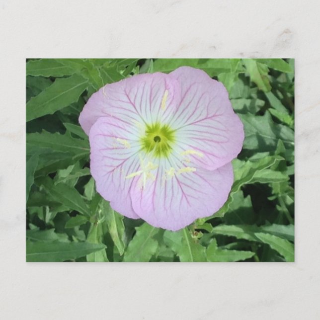 Pink Mexican Primrose Flower Photo Postcards (Front)