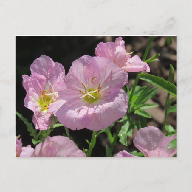 Pink Mexican Primrose postcard (Front)