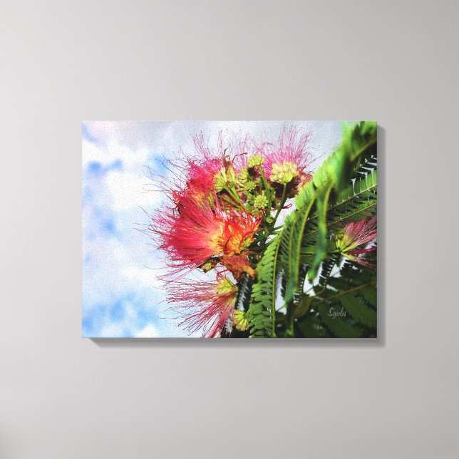 Pink Mimosa Flowering Tree  Canvas Print (Front)