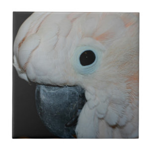 Pink Moluccan Cockatoo Parrot Animal Tile