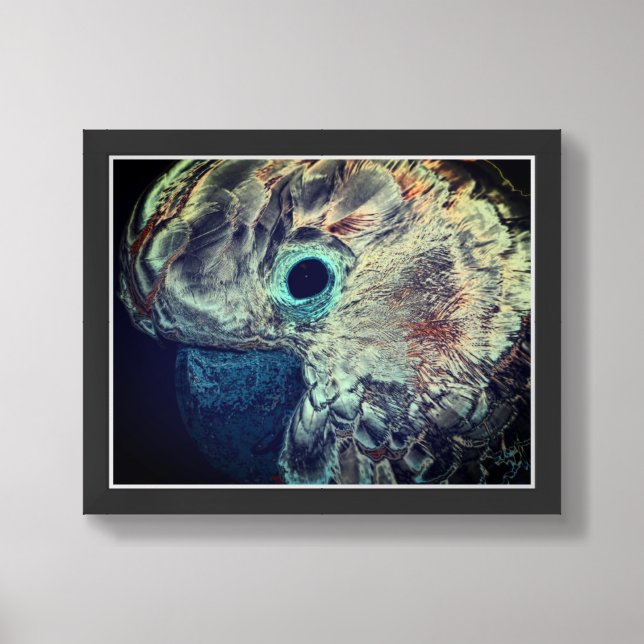 Pink Moluccan Cockatoo Parrot Art Framed (Framed Front)