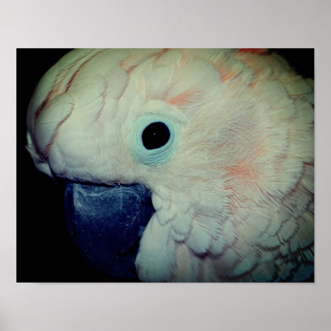 Pink Moluccan Cockatoo Parrot Close Up Poster (Front)