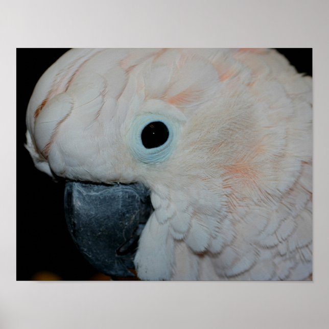 Pink Moluccan Cockatoo Parrot Poster (Front)