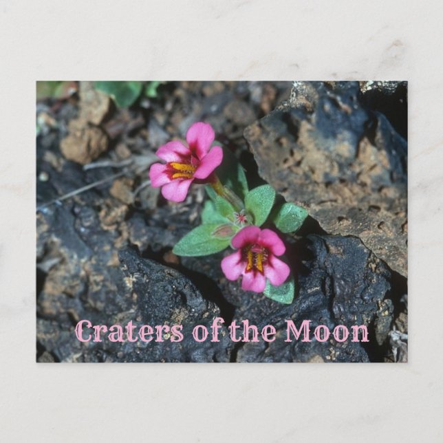 Pink Monkey Flower, Lava Rock, Craters of the Moon Postcard (Front)