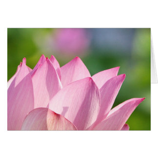Pink Morning Cards