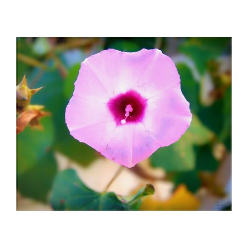 Pink Morning Glory Blossom Acrylic Print