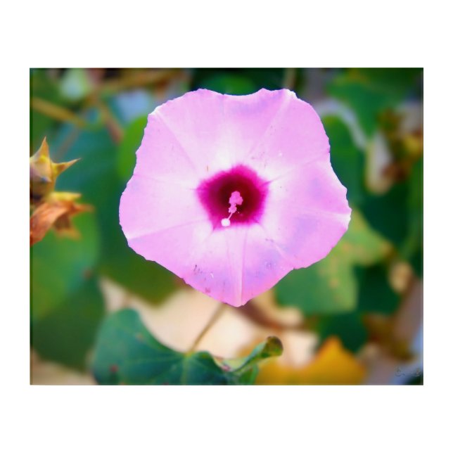 Pink Morning Glory Blossom Acrylic Print (Front)