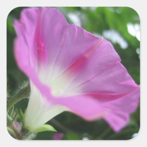 Pink Morning Glory Flower Square Sticker