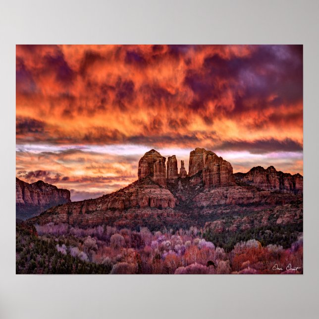 Pink Morning Glory Poster (Front)