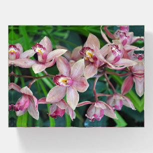 Pink moth orchids paperweight