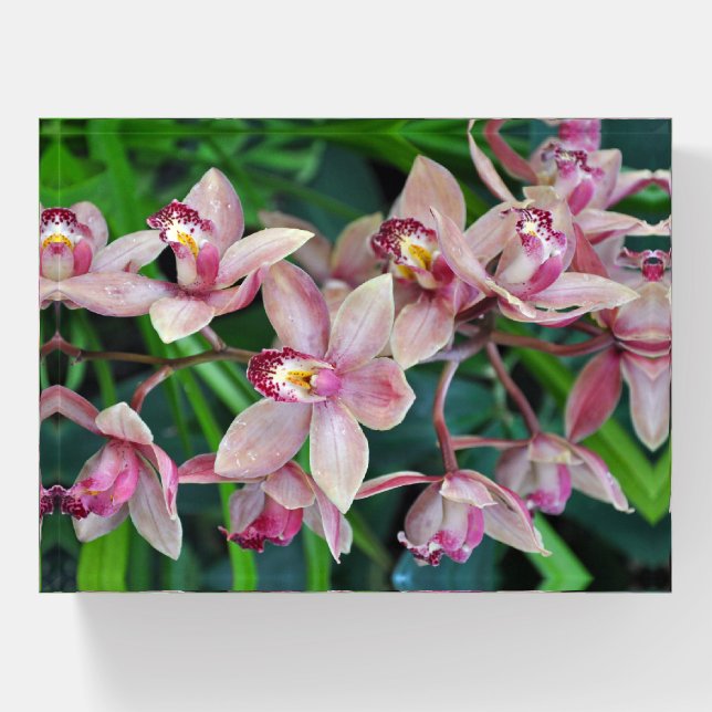 Pink moth orchids paperweight (Front)