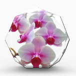 Pink Moth Orchids - Phalaenopsis Acrylic Award<br><div class="desc">Moth orchids are relatively easy to grow and reward their caretakers with sprays of lovely blooms. Quite a few colors are available.</div>
