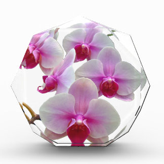 Pink Moth Orchids - Phalaenopsis Acrylic Award