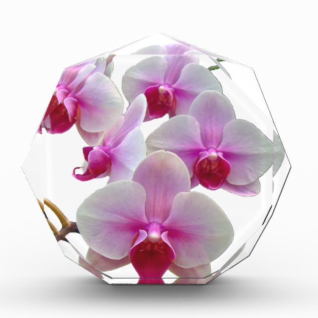 Pink Moth Orchids - Phalaenopsis Acrylic Award (Front)