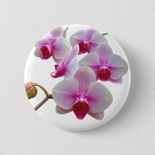 Pink Moth Orchids - Phalaenopsis Button (Front)
