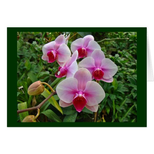 Pink Moth Orchids - Phalaenopsis Cards (Front Horizontal)