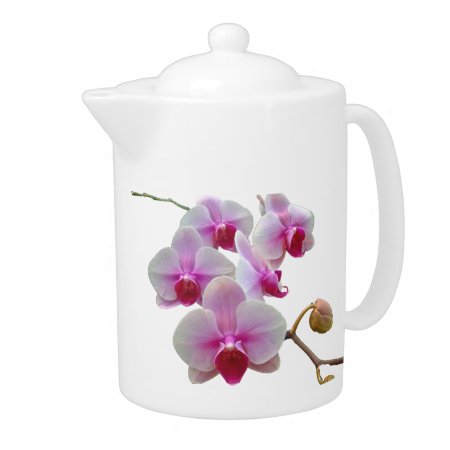 Pink Moth Orchids - Phalaenopsis Teapot