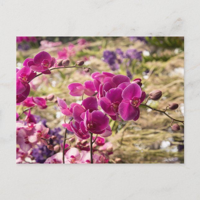 Pink Moth Orchids Postcard (Front)
