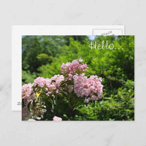 Pink Mountain Laurel Flowers Postcard