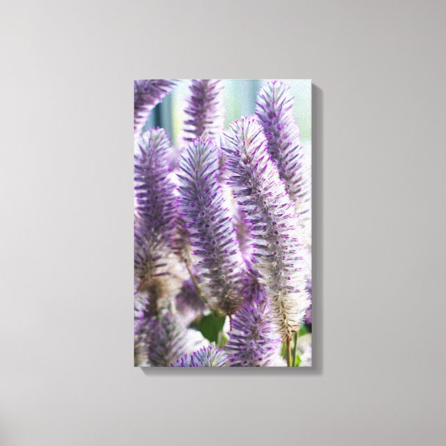 Pink Mulla Mulla Wrapped Canvas Print (Front)