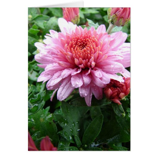 Pink Mums and Raindrops Cards (Front)