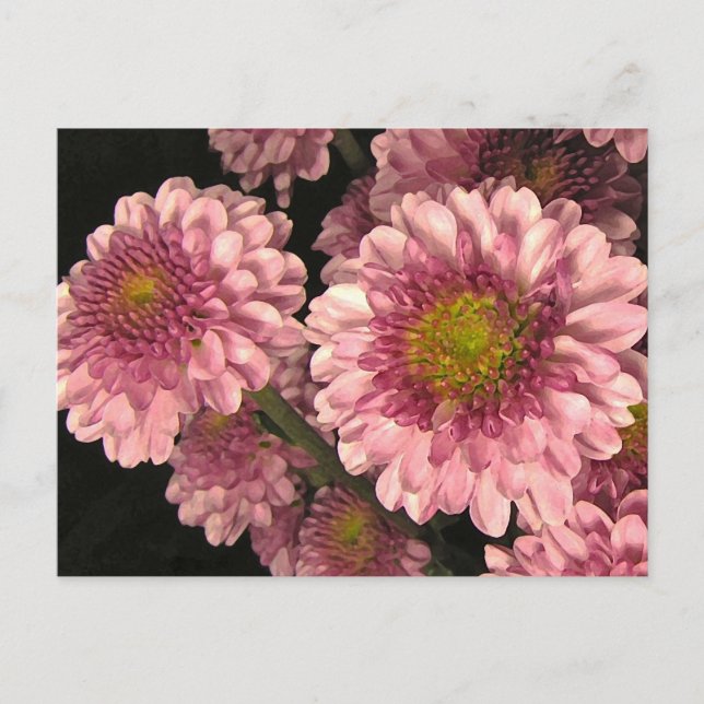 Pink Mums Postcard (Front)