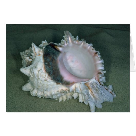 Pink murex (Murex erythrostomus) Shell Cards (Front Horizontal)