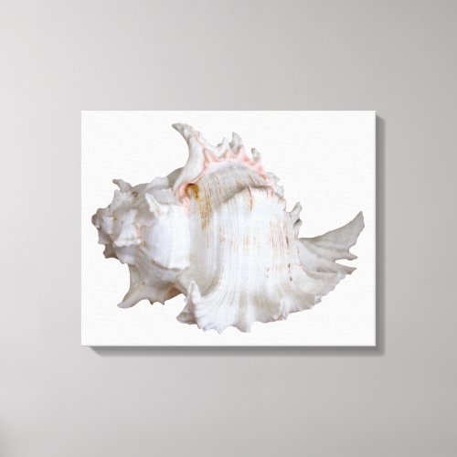 Pink Murex Shell Wrapped Canvas Print