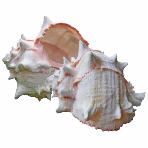 Pink Murex Shells Ornament