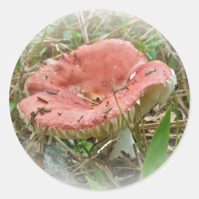 Pink Mushroom Coordinated Items Classic Round Sticker (Front)
