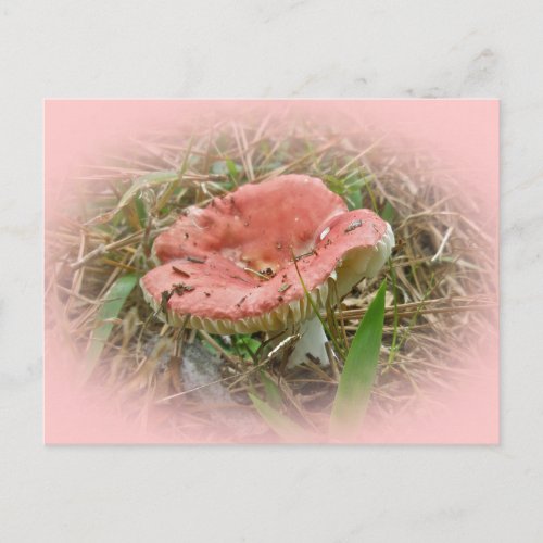 Pink Mushroom Coordinated Items Postcard