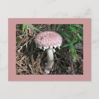 Pink Mushroom Postcard