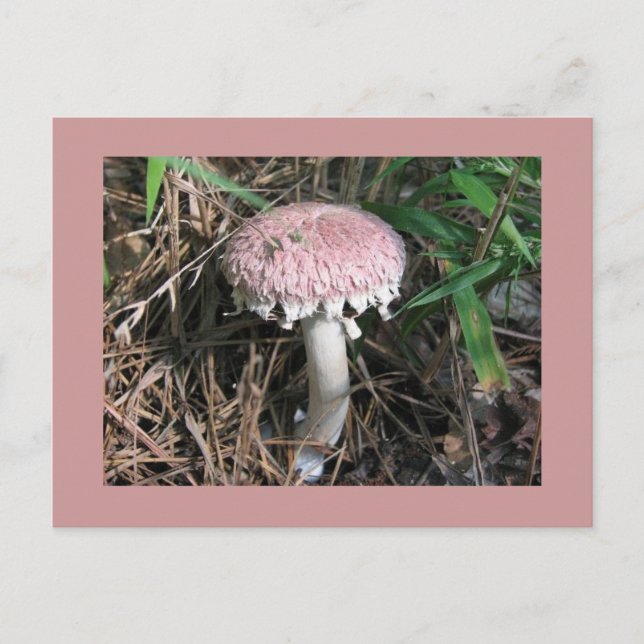 Pink Mushroom Postcard (Front)