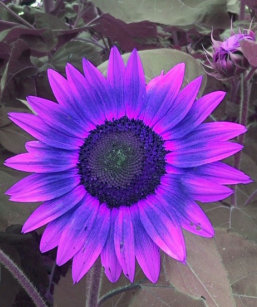 purple sunflower electronics tech