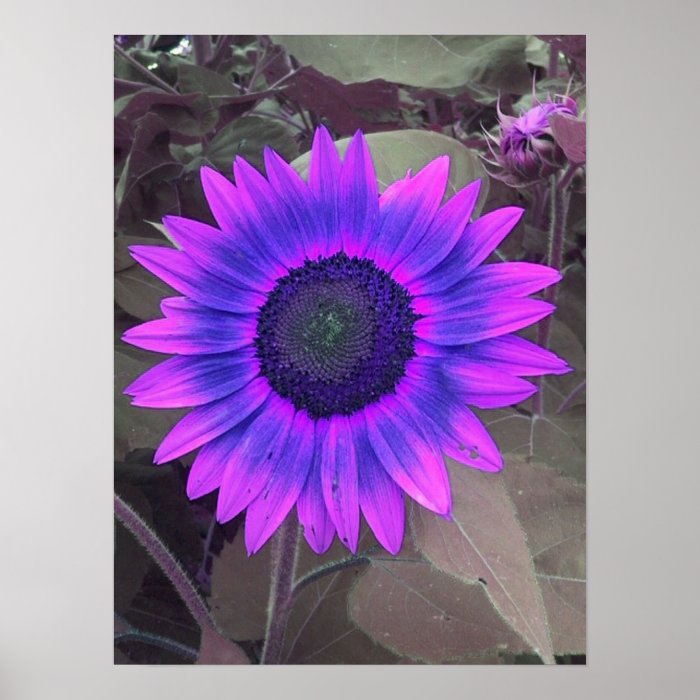 Pink N Purple Sunflower Poster