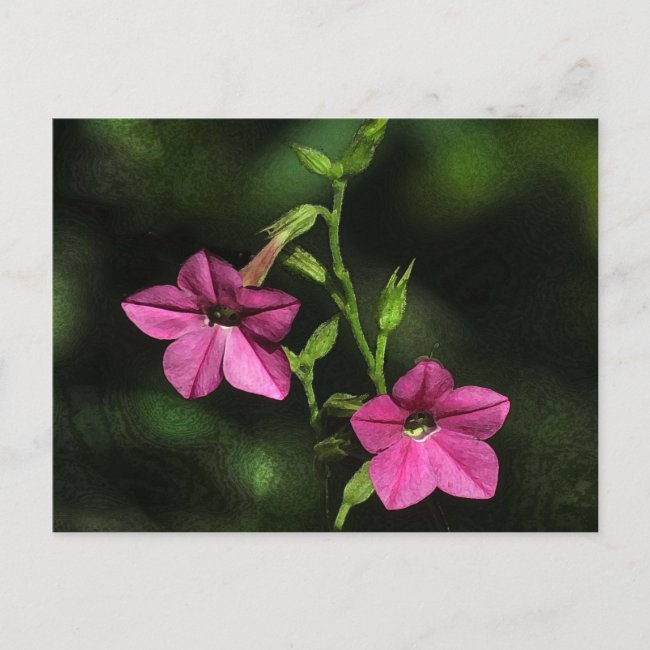 Pink Nicotiana Flowers with 2023 Calendar on Back 
