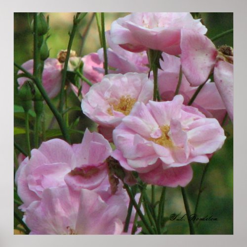 Pink Noisette Roses Poster