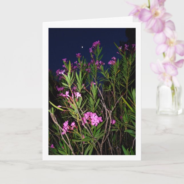 Pink Oleander at Night Card (Orchid)