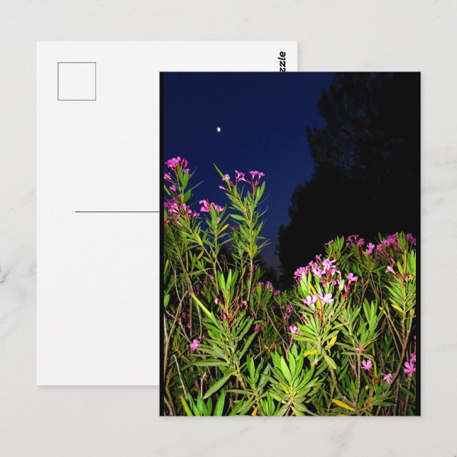 Pink Oleander at Night Postcard (Front/Back)