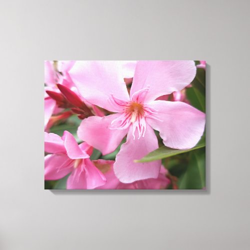Pink Oleander Flower Canvas Print | Botanical Flor