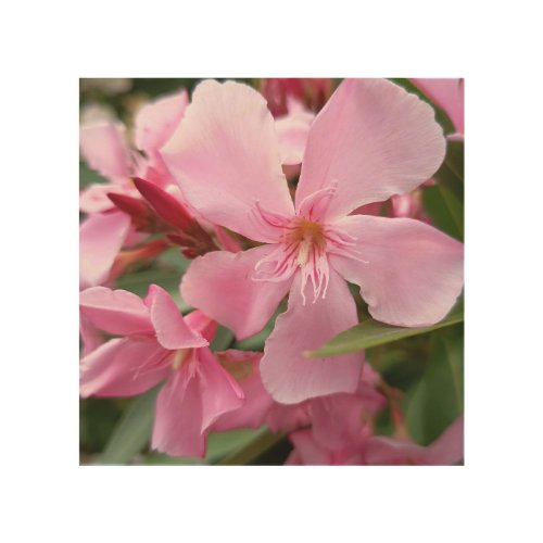 Pink Oleander Flower Canvas Print | Elegant Botani
