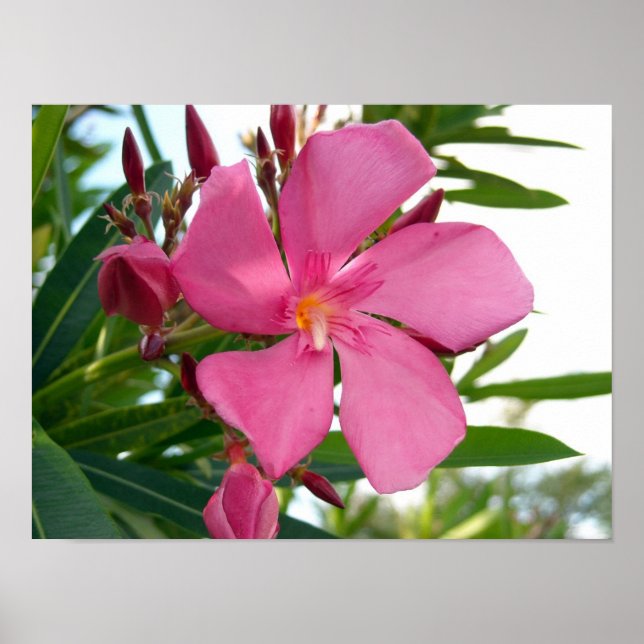 Pink Oleander Photo Poster (Front)