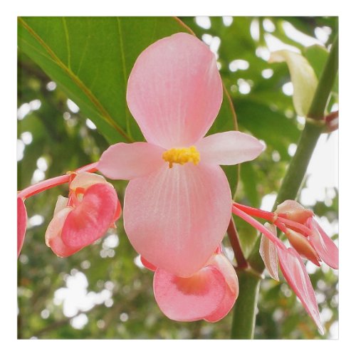 Pink Olympia Begonia Flower on Square Acrylic Print