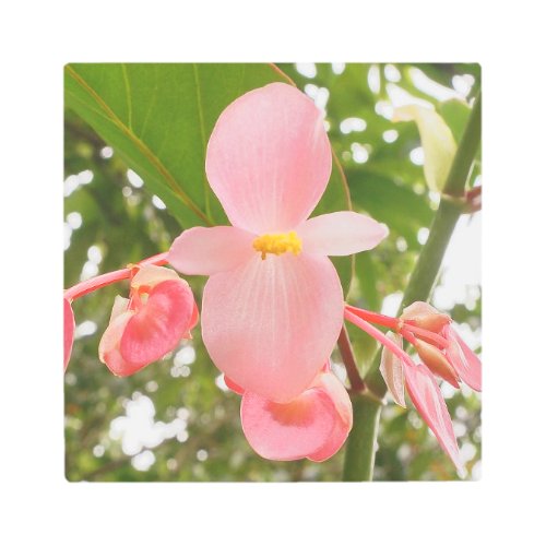 Pink Olympia Begonia Flower on Square Metal Print