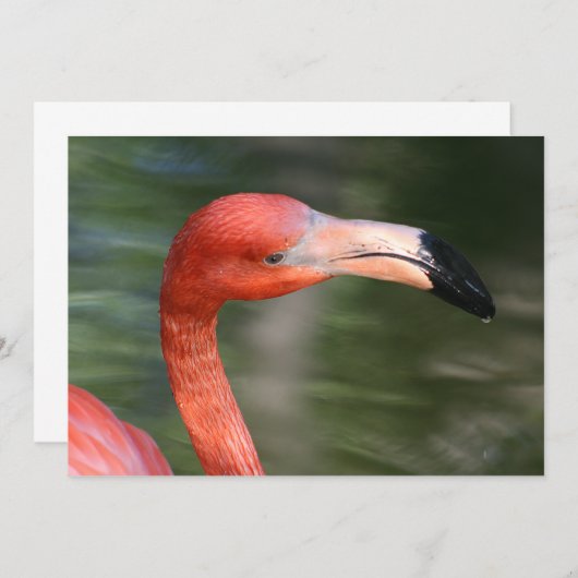 Pink-Orange Flamingo Head (Front/Back)
