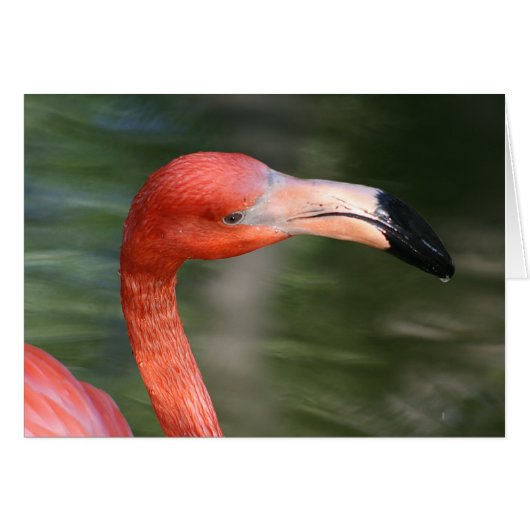 Pink-Orange Flamingo Head Cards (Front Horizontal)