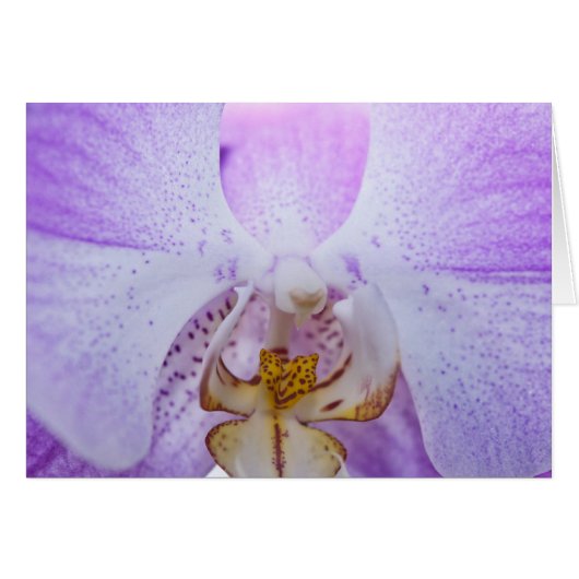 Pink Orchid (Front Horizontal)