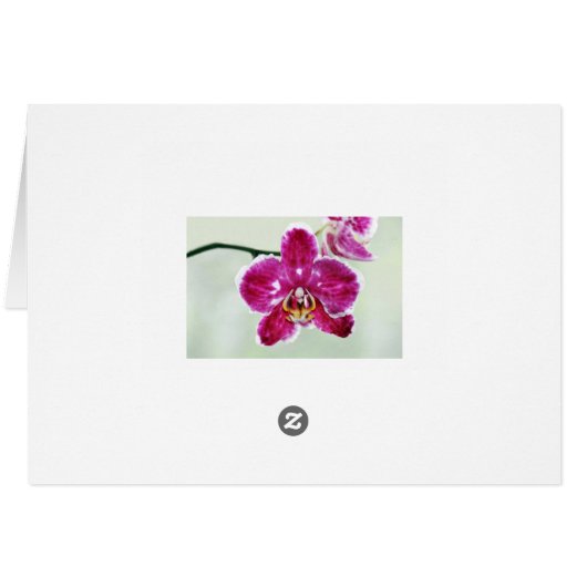 Pink Orchid (Back Horizontal)