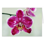 Pink Orchid (Front Horizontal)
